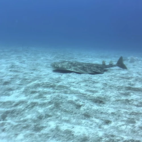 Diving spot Sardine Gardens Gran Canaria 4