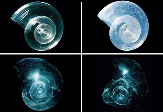 How shells are formed